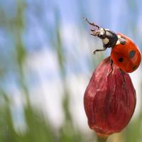 Seven Spot Ladybird wideangle 2 